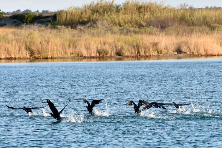 Cormoranes frente a las costas de Port-Leucate, en el Estado francés. 