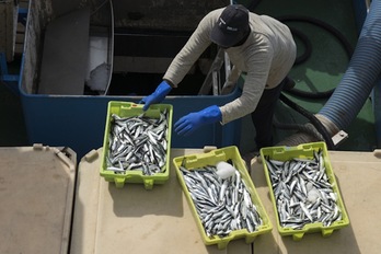 Capturas de anchoa descargando en Getaria en la campaña de 2021.