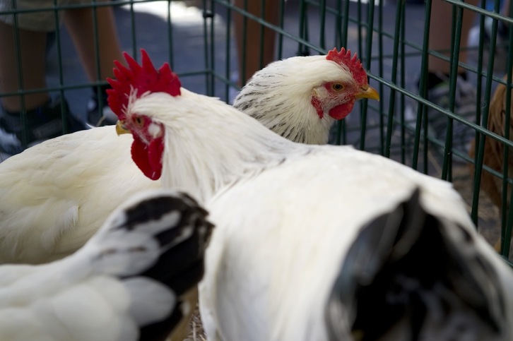 Varios eventos buscan mostrar el rechazo a la implantacion de una macrogranja de gallinas en Iruña Oka.