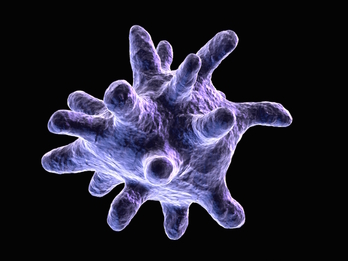 Una célula macrófaga.
