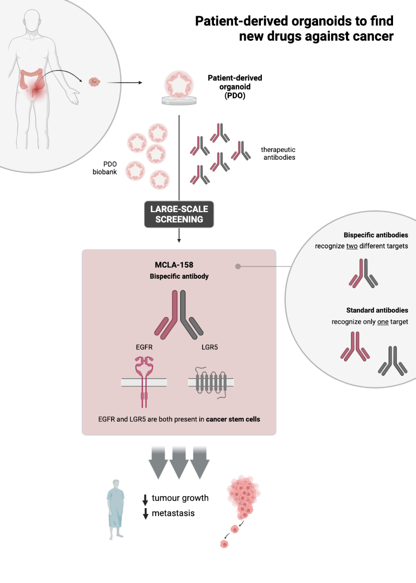 Un estudi liderat per l'IBEC revela un mecanisme que pot ser clau per  frenar l'avanç dels tumors de mama - Parc Científic de Barcelona