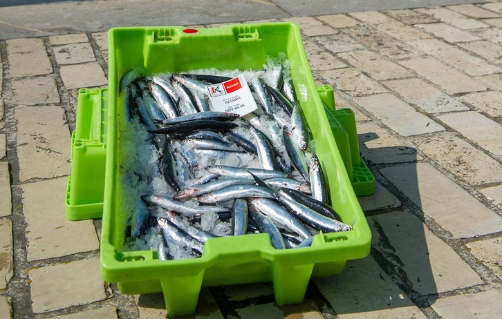 Anchoas con Eusko Label en el puerto de Getaria.