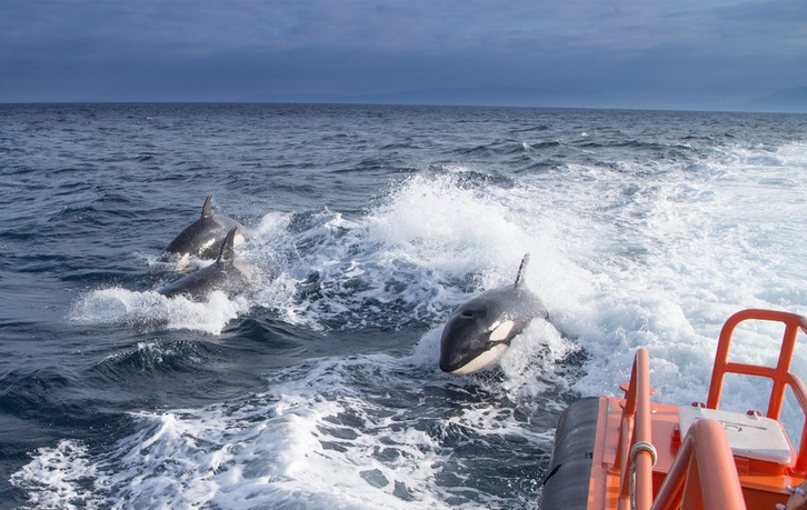 Orcas junto a una embarcación.