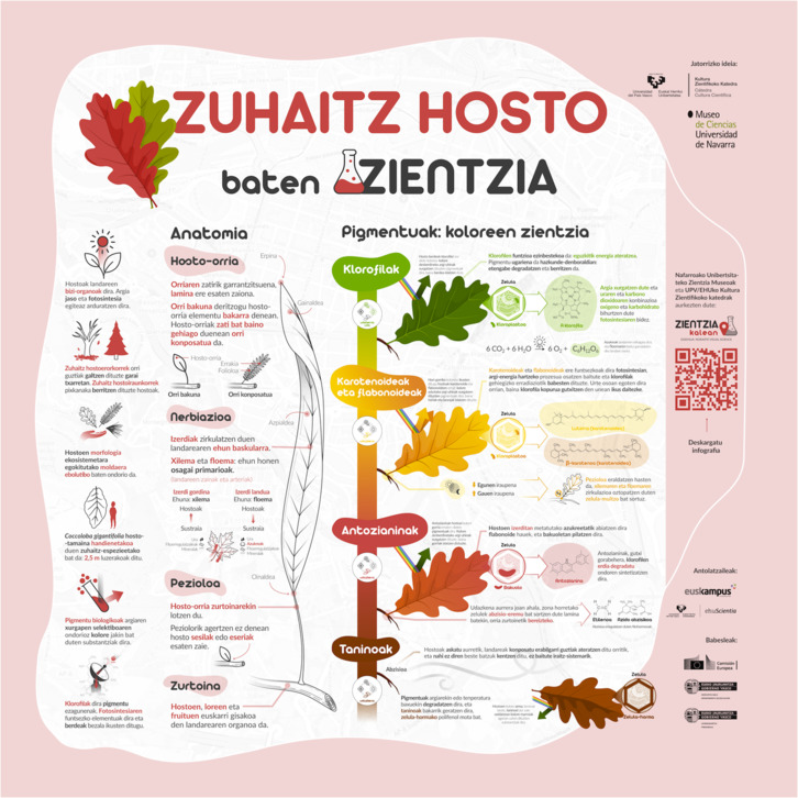 «Zientzia kalean» erakusketa osatzen duen infografietako bat, irudian.