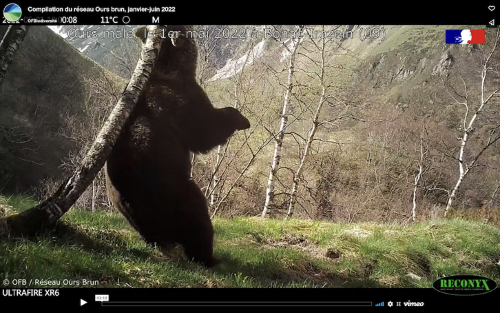 Una de las imágenes de un oso captadas por la OFB. Se estima que hay más de 70 ejemplares en Pirineos.