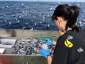 Capturas de anchoa durante la costera de este año.