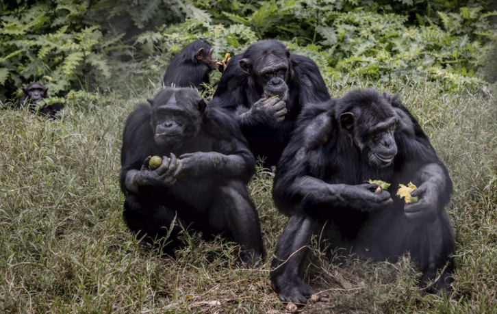 Los primates se alimentan en esta reserva.