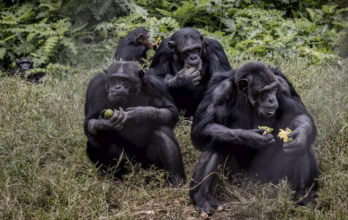Los primates se alimentan en esta reserva.