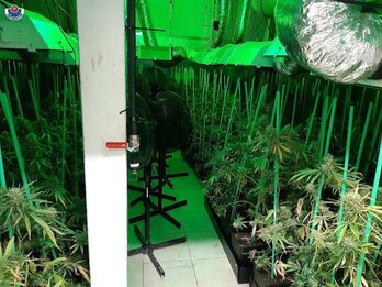 En el pabellón se hallaron 1.200 plantas de marihuana, según la Ertzaintza.