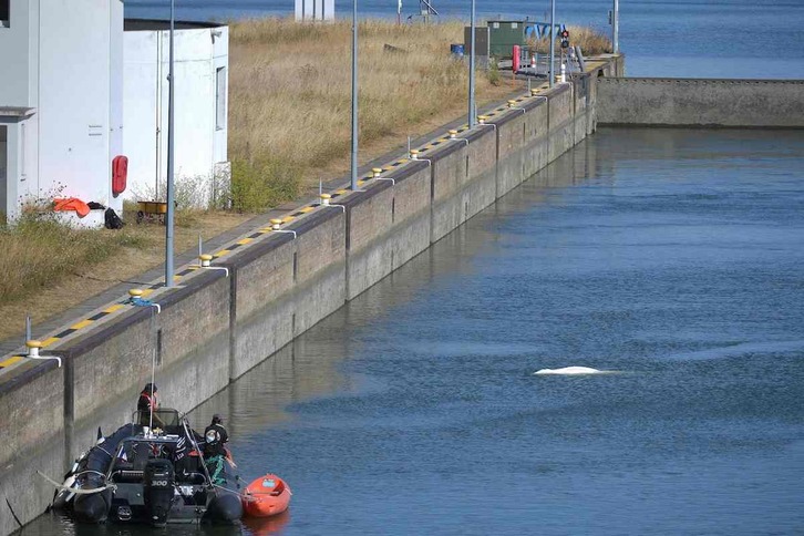 Sea Sheperd GKEko kideak Senan harrapatutako belugari begira ari dira. 