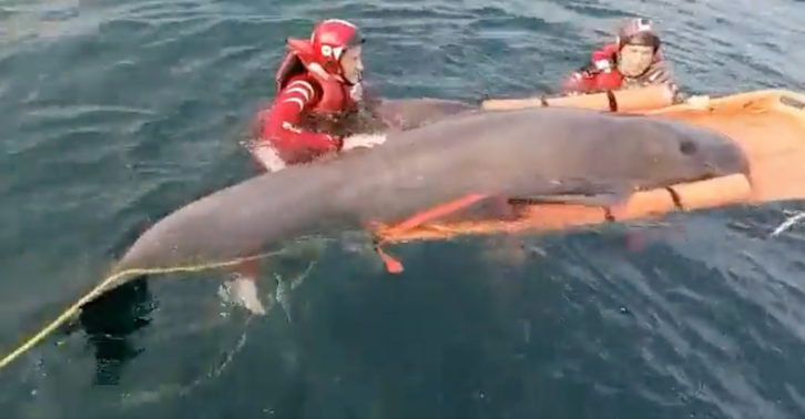 Momento en que los voluntarios de Cruz Roja devuelven el delfín al mar.