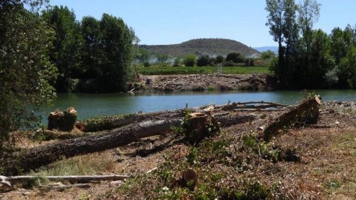 Ekologistak Martxan denuncia ante la Fiscalía la tala de árboles en la Zona de Especial Conservación del río Ebro.