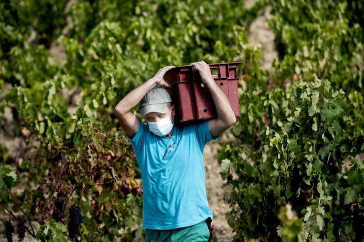 Imagen de archivo de un trabajador en la vendimia de Rioja Alavesa.