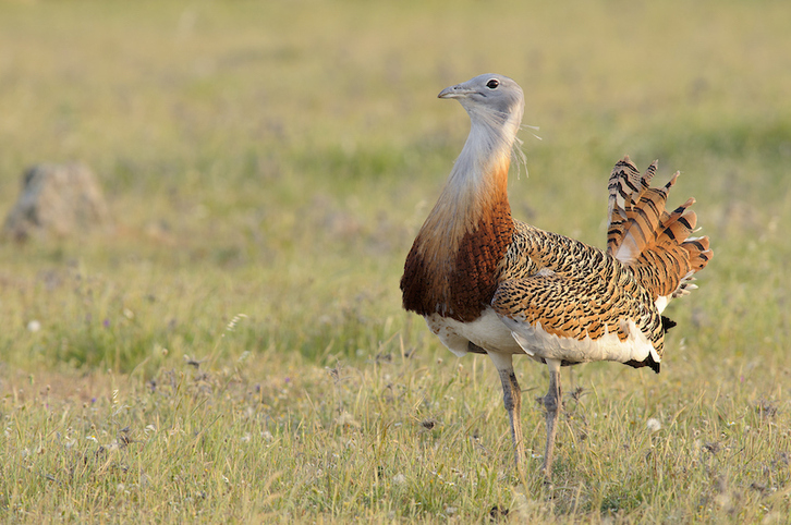 La avutarda, una de las aves en peligro de extinción en Nafarroa para las que se plantea protección.