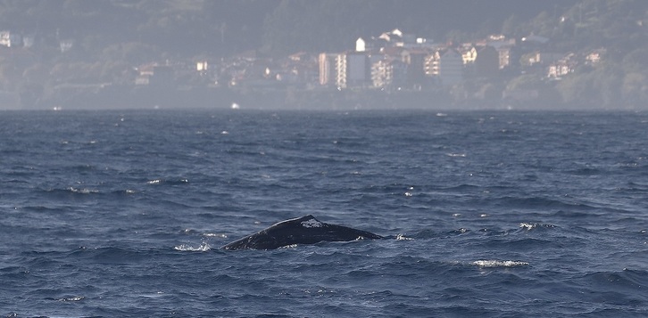 La ballena, en aguas de Mundaka.