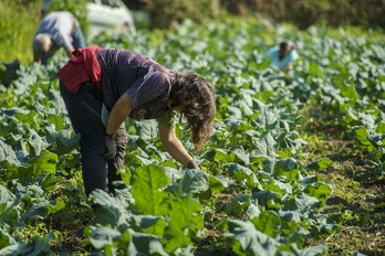 Las superficies más destacables en Araba, Bizkaia y Gipuzkoa son las de horticultura y árboles frutales, que rondan ya el 20% de la superficie total de dichos cultivos.