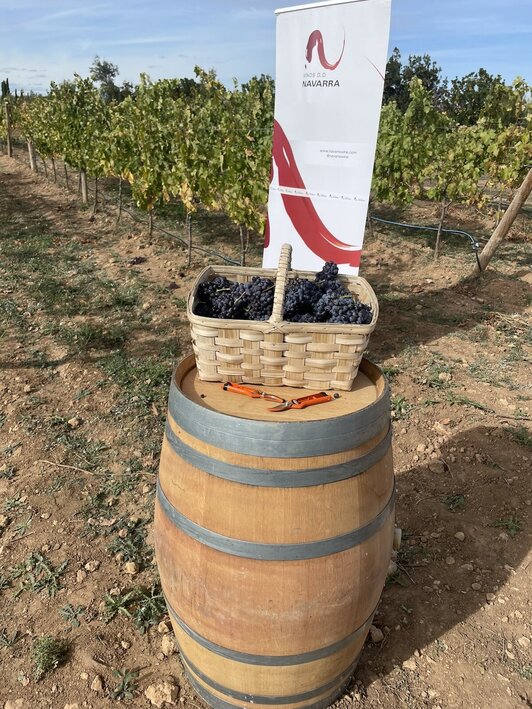 La cosecha en Nafarroa ha terminado con 60 millones de kilo de uva.