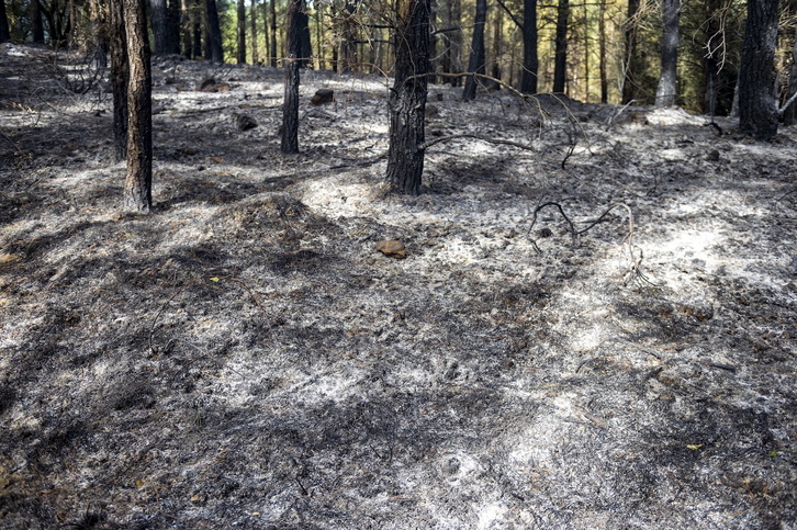 El fuego originado el domingo en Balmaseda ha quemado 500 hectáreas. 