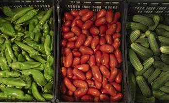 Pimientos, tomates y pepino ecológicos, que han sido la base de los gazpachos que han servido en verano en los hospitales navarros.