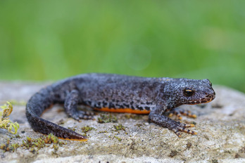 Un tritón alpino, cuya presencia en Euskal Herria preocupa a raíz del cambio climático.