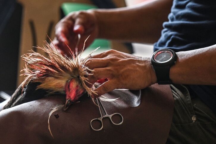 Curas a un gallo herido en una pelea, en Tailandia. 