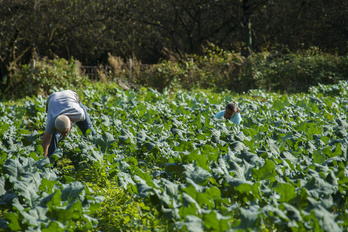 El sector agrícola he experimentado una importante mejoría este octubre.