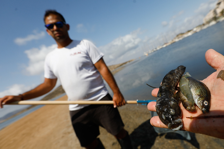 Imagen de los peces muertos aparecidos el año pasado en el Mar Menor, afectado por la contaminación.