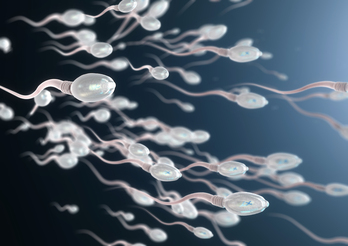 dDe 101 millones de espermatozoides por mililitro en 1973 a 49 en 2018.