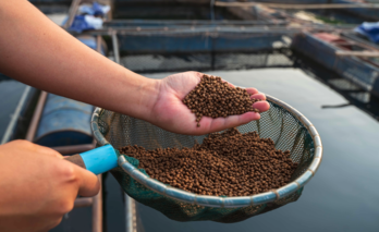 Los subproductos industriales de la cerveza pueden ser una buena fuente para reducir el uso de ingredientes de origen animal en acuicultura. 