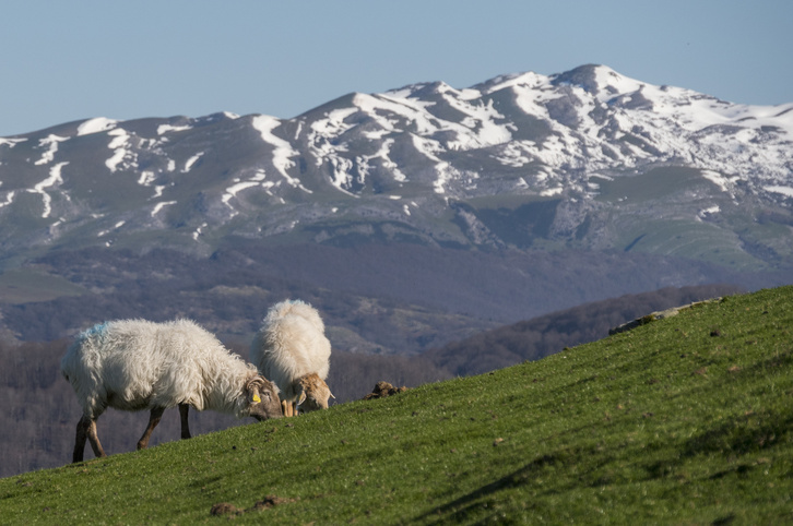Un equipo de la UPV/EHU ha analizado los beneficios del pastoreo de montaña. 
