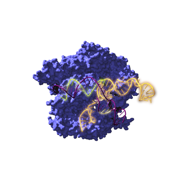 Duela 2.600 milioi urteko CRISPR edizio genetikoko tresnaren arbasoak berpiztu dituzte