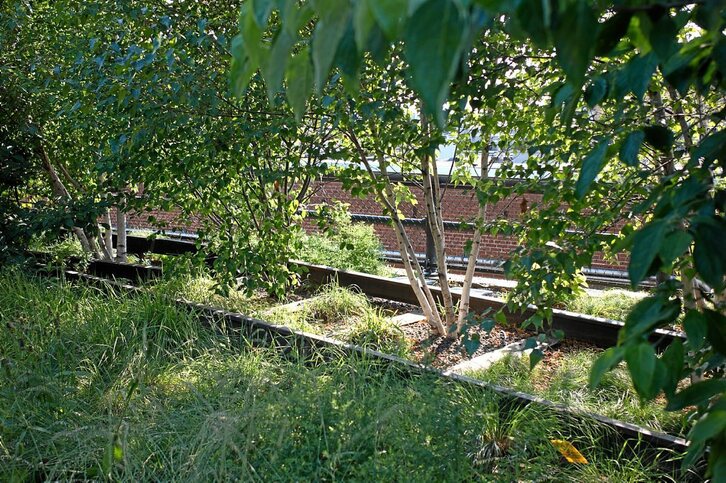 High Line Park, New York –Arkitektoak: Diller Scofidio. Paisajista: Piet Oudolf–,  Manhattanen intentsitate bortitzaren erdian oasi bat. Argazkia: Iñigo Ocamica