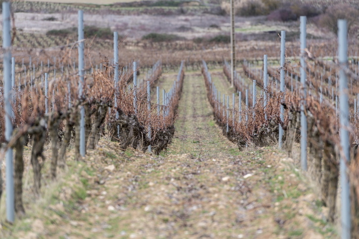 Viñedos de Rioja alavesa en invierno