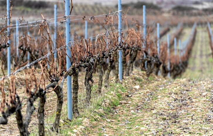 Viñedos de Rioja alavesa en invierno.