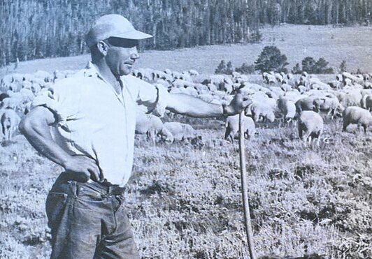 Beltrán Etchegoien, de Luzaide, vigilando a las ovejas en compañía de sus perros en Nevada. Fotografías: “La huella navarra en el Far West”