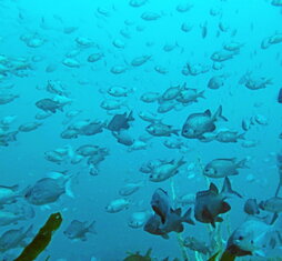 Un banco de peces en el Pacífico.