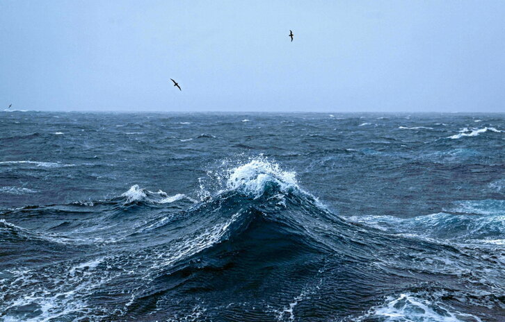 Albatros sobrevuelan el mar camino de las islas Kerguelen o islas de la Desolación.