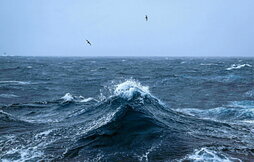 Albatros sobrevuelan el mar camino de las islas Kerguelen o islas de la Desolación.