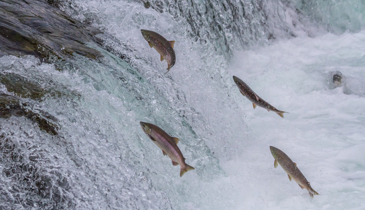 Salmones remontando una presa.