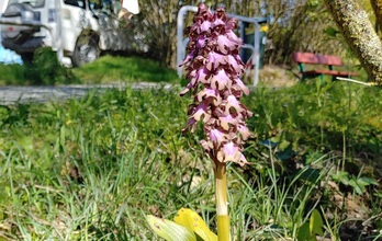 El único ejemplar de orquídea Barlia Robertiana de Iruñea ha sido sustraído.