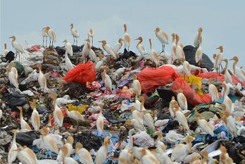 Millones de aves marinas viven rodeadas de plástico que ingieren de forma involuntaria y en grandes cantidades.
