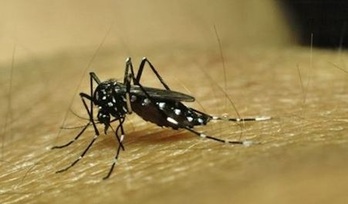 Mosquito que transmite el dengue.