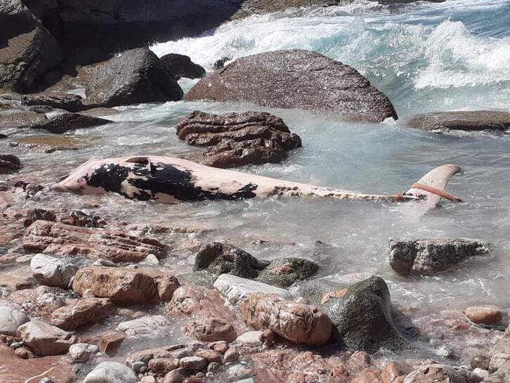 La ballena muerta, varada en los acantilados de Abbadia, en Hendaia.