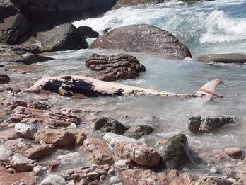 La ballena muerta, varada en los acantilados de Abbadia, en Hendaia.