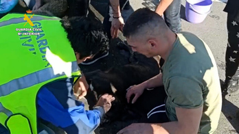 Guardias civiles en las labores de auxilio de los perros que estaban en el maletero.