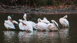 Las aves pelícano de lomo rosado limpian las plumas en un lago.