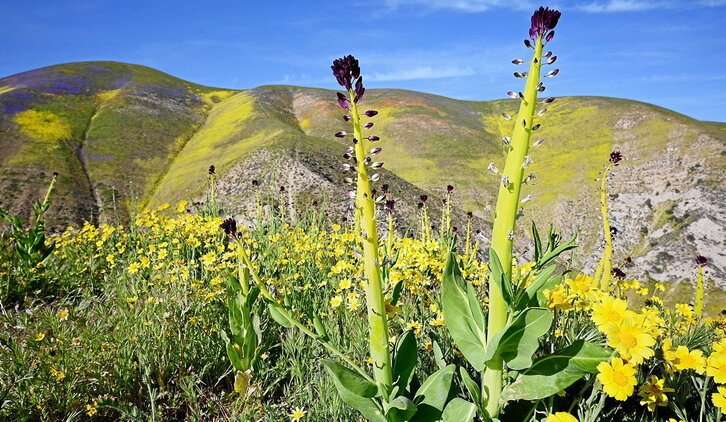 Gracias a un invierno marcado por las lluvias y la nieve, la primavera ha inundado de color el paisaje habitualmente árido de Tremblor Range (California). Una buena noticia que no abunda en este contexto de creciente desertificación.