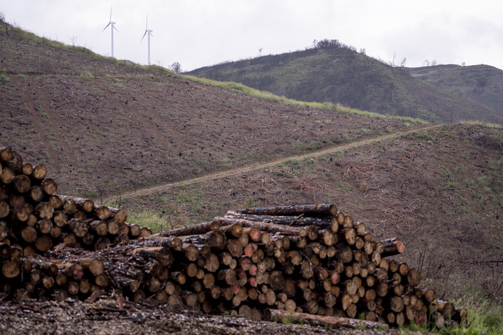 Un bosque de pino talado para aprovechar la madera tras ser arrasado por las llamas.