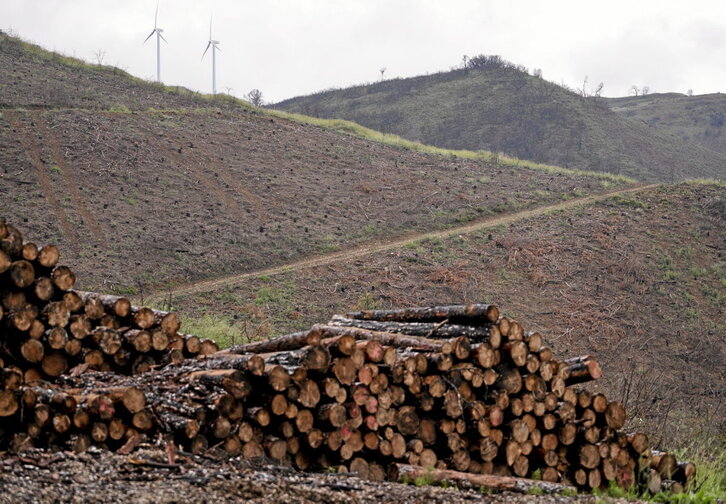 En la página anterior, bosques talados para aprovechar la madera después de quedar arrasados por el incendio. Sobre estas líneas, vecinos tratan de parar las llamas que amenazan el núcleo urbano por una interfaz inadecuada.