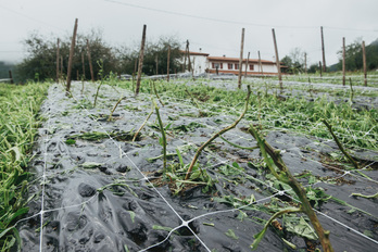 La granizada afectó a los cultivos de pimientos en Itsasu.